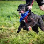 A dog running on a lead