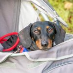 A dog in a pram