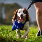 A dog running on a lead