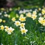 Pictures taken of Pentillie Castle and gardens