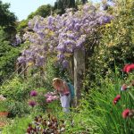 Person amongst flowers at Heligan
