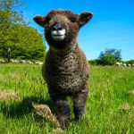 A sheep at Heligan